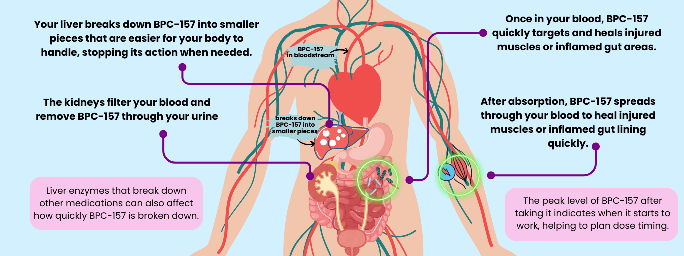 BPC 157 Metabolism and Excretion