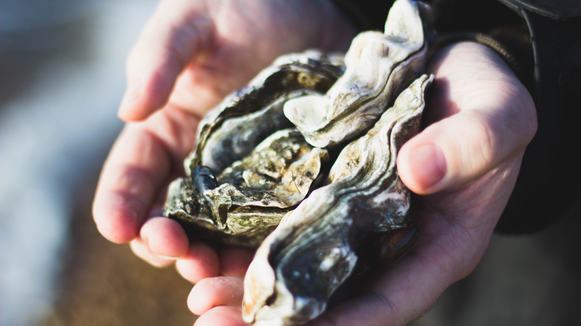 Oysters – The Testosterone & Sperm Production Powerhouse