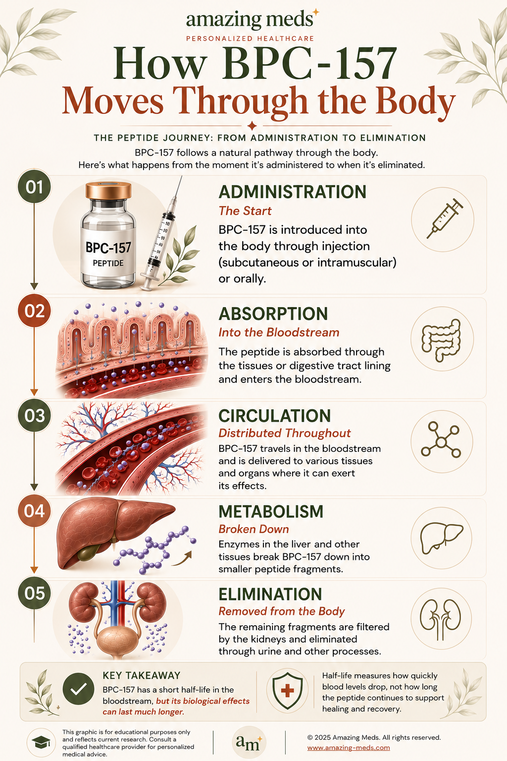 Portrait infographic illustrating how BPC-157 moves through the body, from administration and absorption to circulation, metabolism, and elimination.