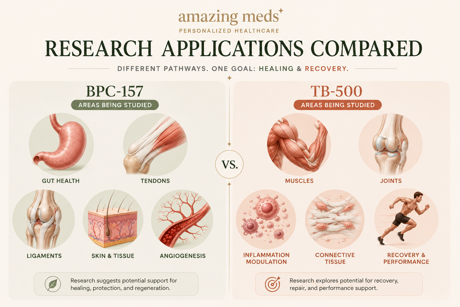 Lengthwise infographic comparing the research applications of BPC-157 and TB-500, including gastrointestinal health, tendons, ligaments, muscle recovery, connective tissue, inflammation, and mobility using premium anatomical illustrations.