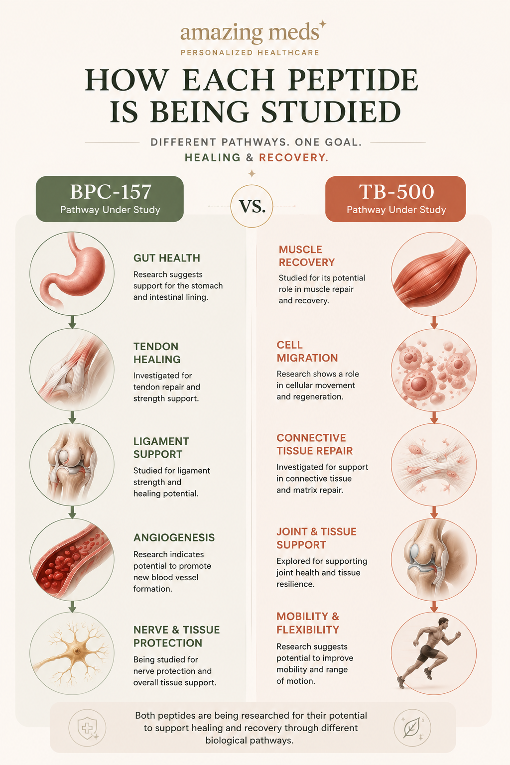 Lengthwise infographic comparing how BPC-157 and TB-500 are being studied, showing their proposed biological pathways, research focus, and tissue targets using clean anatomical illustrations.